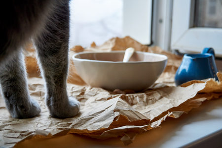 A beautiful gray British cat watches closely as pouring milk into a plate with a dry breakfastの写真素材