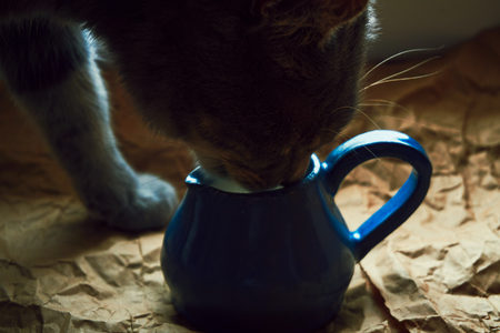A beautiful gray cat laps milk from a blue clay jug for milkの写真素材