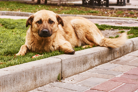 Red big stray dog on the street eating food from kind peopleの写真素材