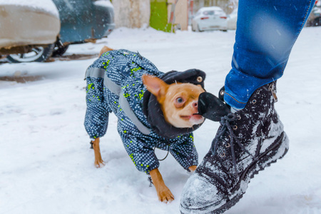Red chihuahua bites for a boot on the street in winter in white snowの写真素材