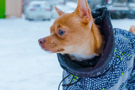 A beautiful red chihuahua dog walks in the snow in a beautiful warm suit in winterの写真素材