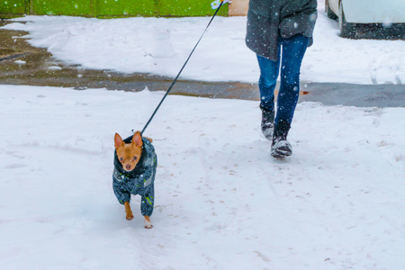 A small red dog chihuahua runs in a warm suit with a mistress on snowdriftsの写真素材