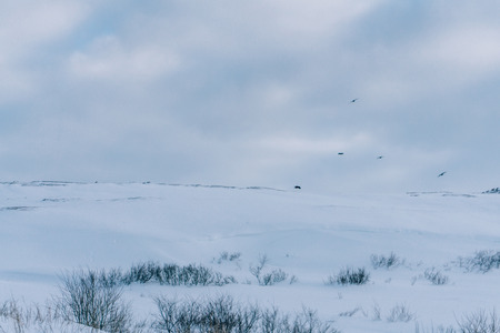 Snow-white road without cars after a blizzard in the countryside