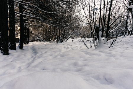 A thick layer of fresh snow lies in the winter in a city park amidst frozen trees in northern Russiaの写真素材