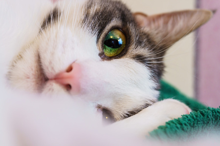 A beautiful white cat with black spots and a pink nose lies on its side on the sofa and looks out...
