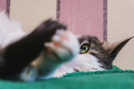 A young beautiful white cat with black spots exhibited a pink paw and looked with her green eyesの写真素材