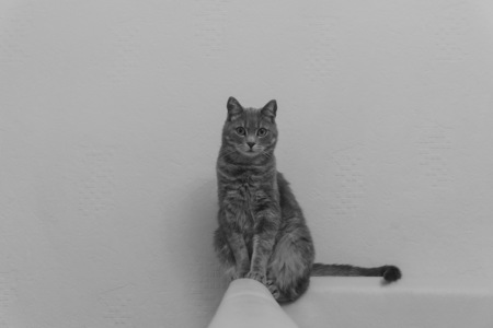 A beautiful adult purebred cat sits on the couch and looks around waiting for the owner in black and whiteの写真素材
