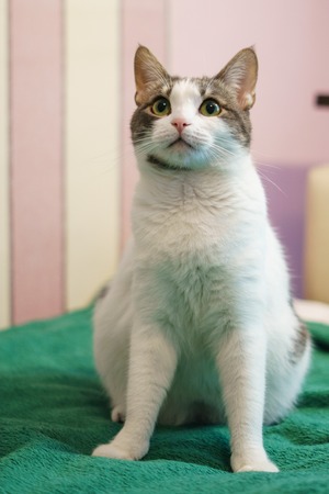 Home sweet fluffy cat is sitting in a cozy room and wants to be patted by the ownerの写真素材