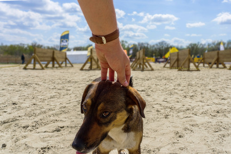 a happy affectionate dog that is purebred on the sand is flattered to a man on a clear, sunny, warm dayの写真素材
