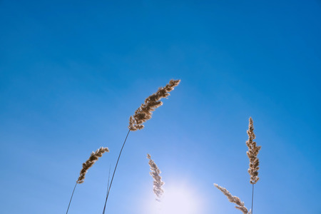 golden ears close-up illuminated by the summer sun against the backdrop of a warm sky far from the...