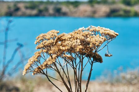 small wildflowers growing on nature away from cities pleasing their beautiful flowers and petals on a hot summer dayの写真素材