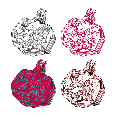 Floral illustration in vector format. Pomegranate postcard, banner or lableのイラスト素材