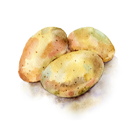 painted illustration of vegetables. Fresh colorful potatoの写真素材
