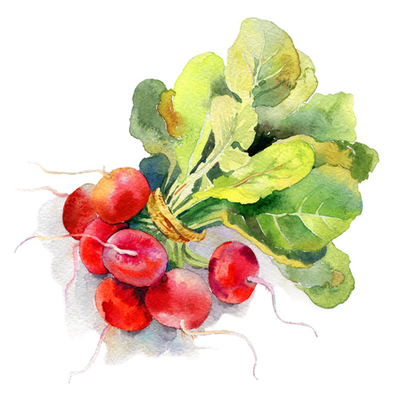 painted illustration of vegetables. Fresh colorful radishの写真素材