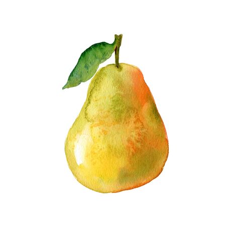 Watercolour pear illustration. Hand drawn sweet pear. Fresh fruit. Bright and fresh illustration. Watercolor botanical painting.の写真素材