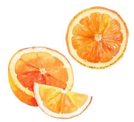 Watercolour orange fruit illustration. Hand drawn orange. Fresh orange fruit. Bright illustration. Watercolor botanical painting.の写真素材