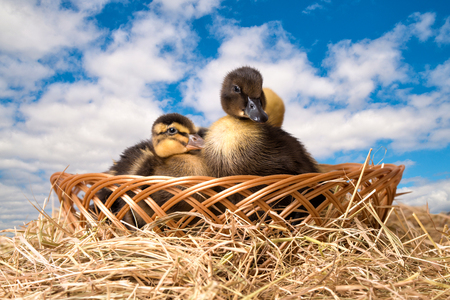 Cute ducklings in wicker basket.の写真素材