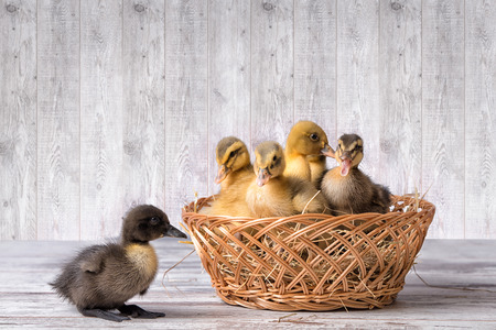Cute ducklings in wicker basket. One duck fell out of their baskets.の写真素材