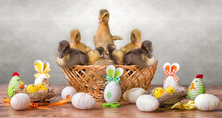 Cute ducklings in wicker basket. ?の写真素材