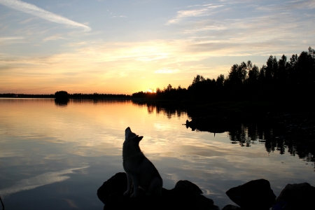 wolf howlの写真素材