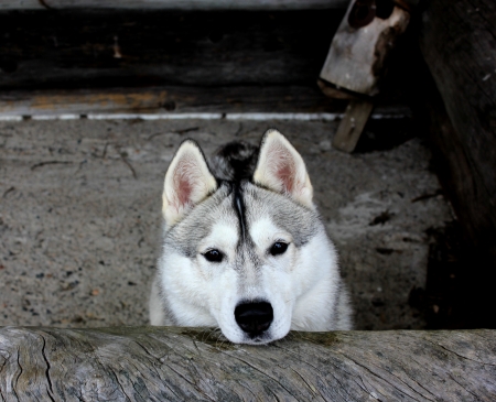 husky beautyの写真素材