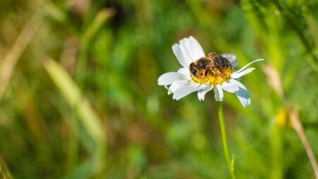Bee on a camomileの写真素材