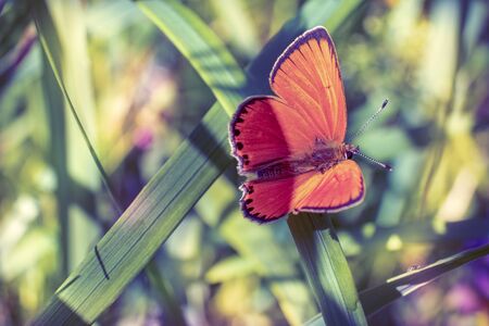 Butterfly on a blade of grassの写真素材