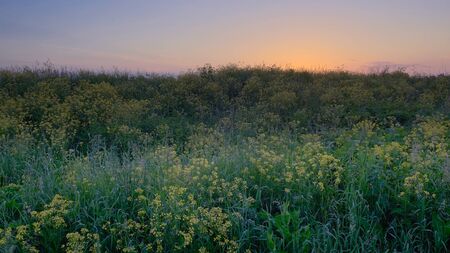 summer landscape, wild yellow and white flowers in dewdrops in the bright rays of the sun in the...