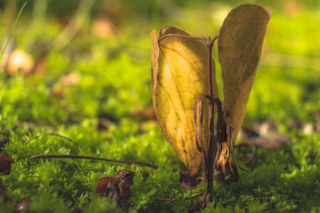 The beauty of a withering tree sprout growing out of the ground among green mossの写真素材