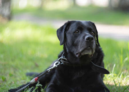 An elderly dog is resting on the grass while walking