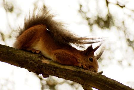 squirrel の写真素材