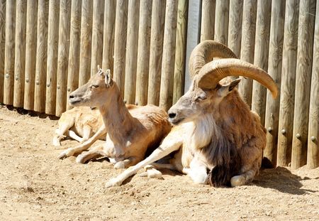 Ramの写真素材