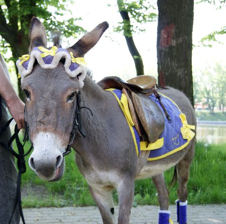 Donkeyの写真素材
