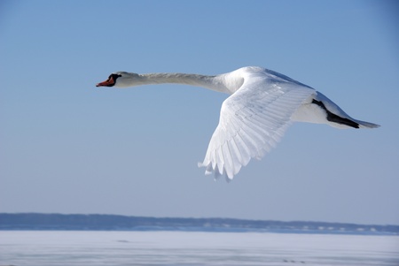 The white swan flies in the  blue skyの写真素材