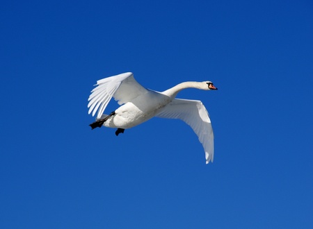 White swanの写真素材
