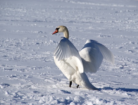 White swanの写真素材