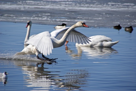 The swan lands on waterの写真素材