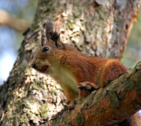squirrel sits on a tree and gnaws a nut の写真素材