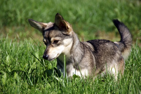 The puppy on a background of a green grassの写真素材