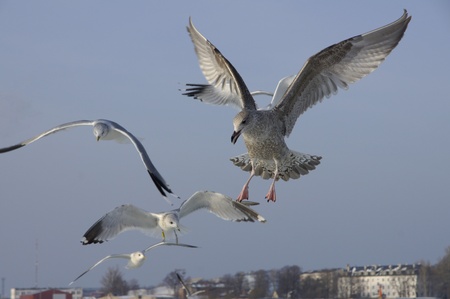 Seagulls on a background of the blue sky
