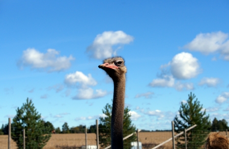 Ostrich on a background of the blue skyの写真素材