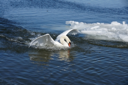White swan on a background of  the seaの写真素材