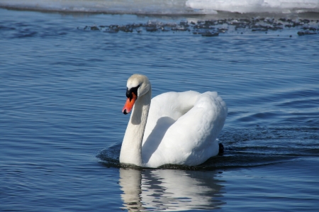 White swan on a background of blue waterの写真素材