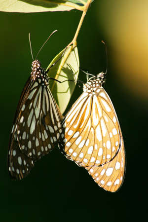 couple butterfly の写真素材