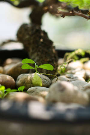 grow of leafの写真素材