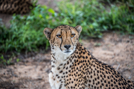 Cheetah South Africaの写真素材
