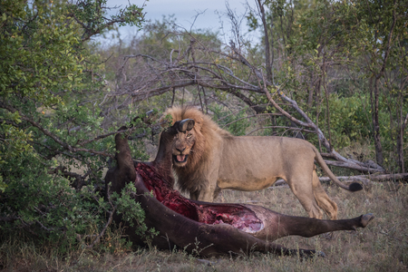Male lion eating buffalo killの写真素材