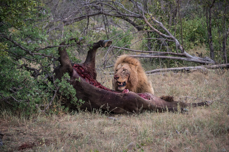 Male lion eating buffalo killの写真素材