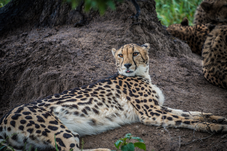 Cheetah South Africaの写真素材