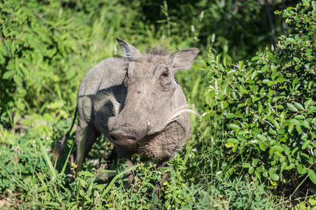 Warthog in the bushの写真素材